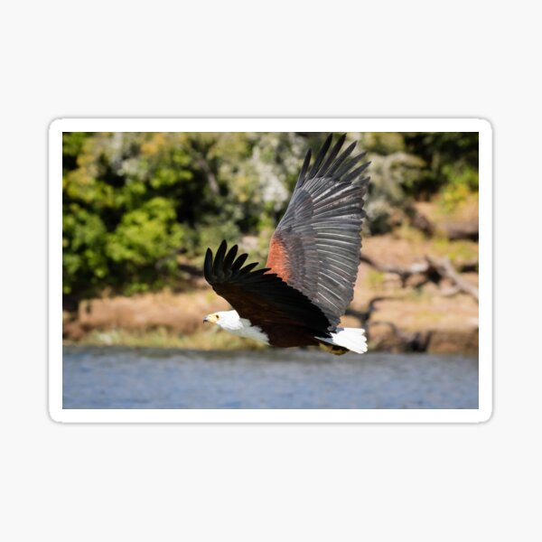 Vista previa del artículo con la obra «Águila pescadora africana en vuelo sobre el río Chobe», diseñado y vendido por Robert Kelch, M.D..