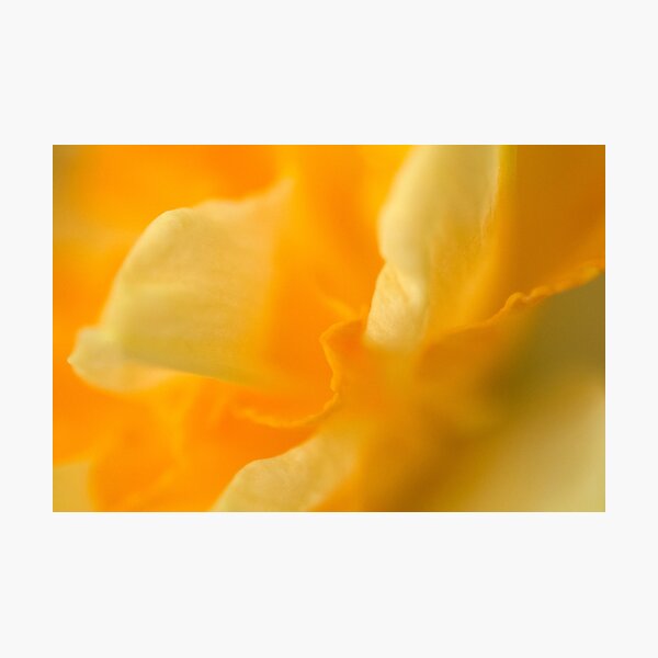 Photographic Print