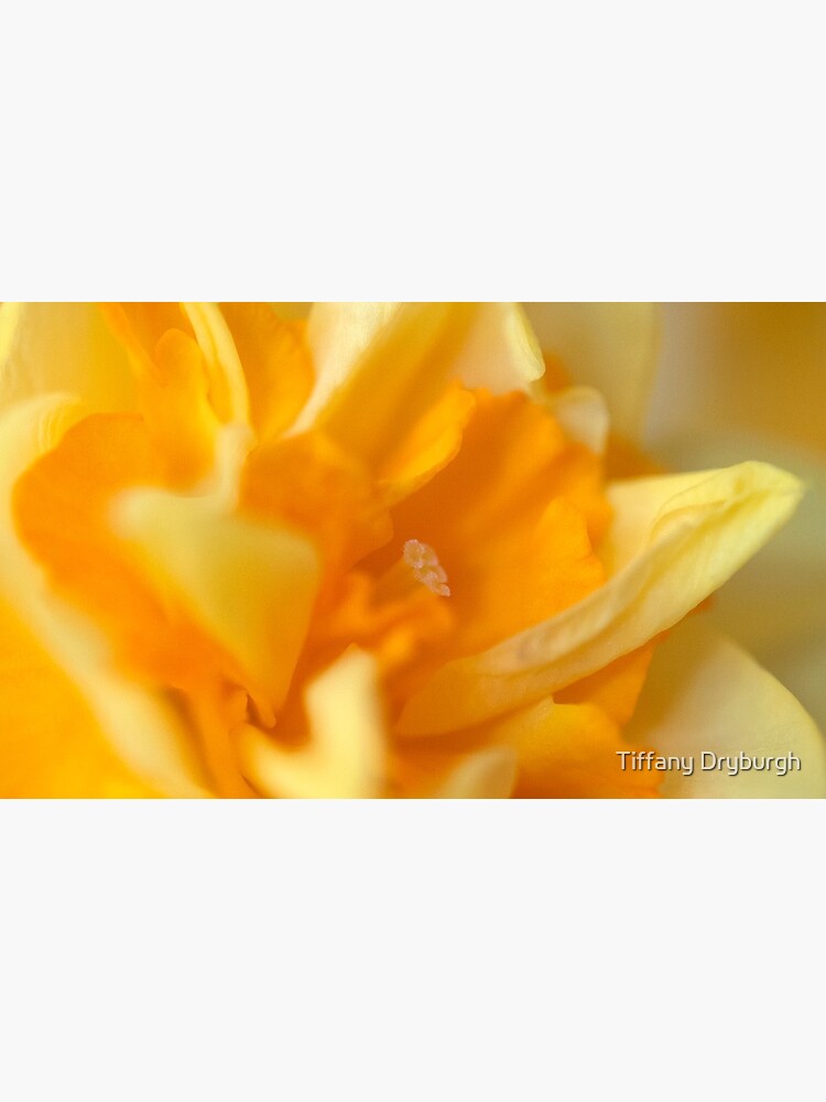 Double Daffodil by Tiffany