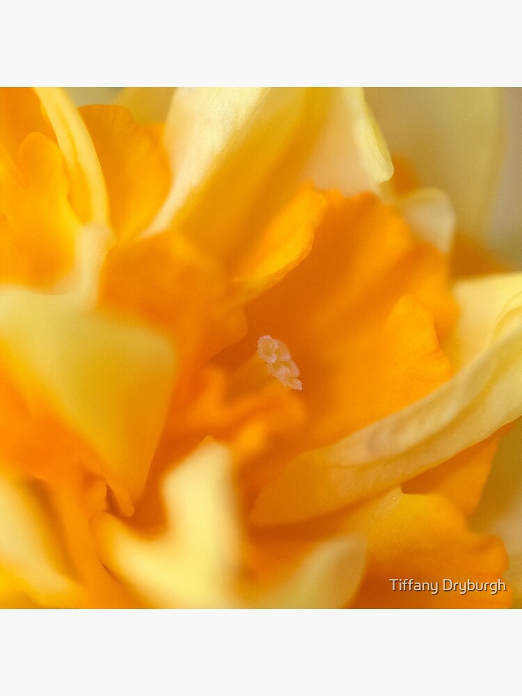 Double Daffodil by Tiffany