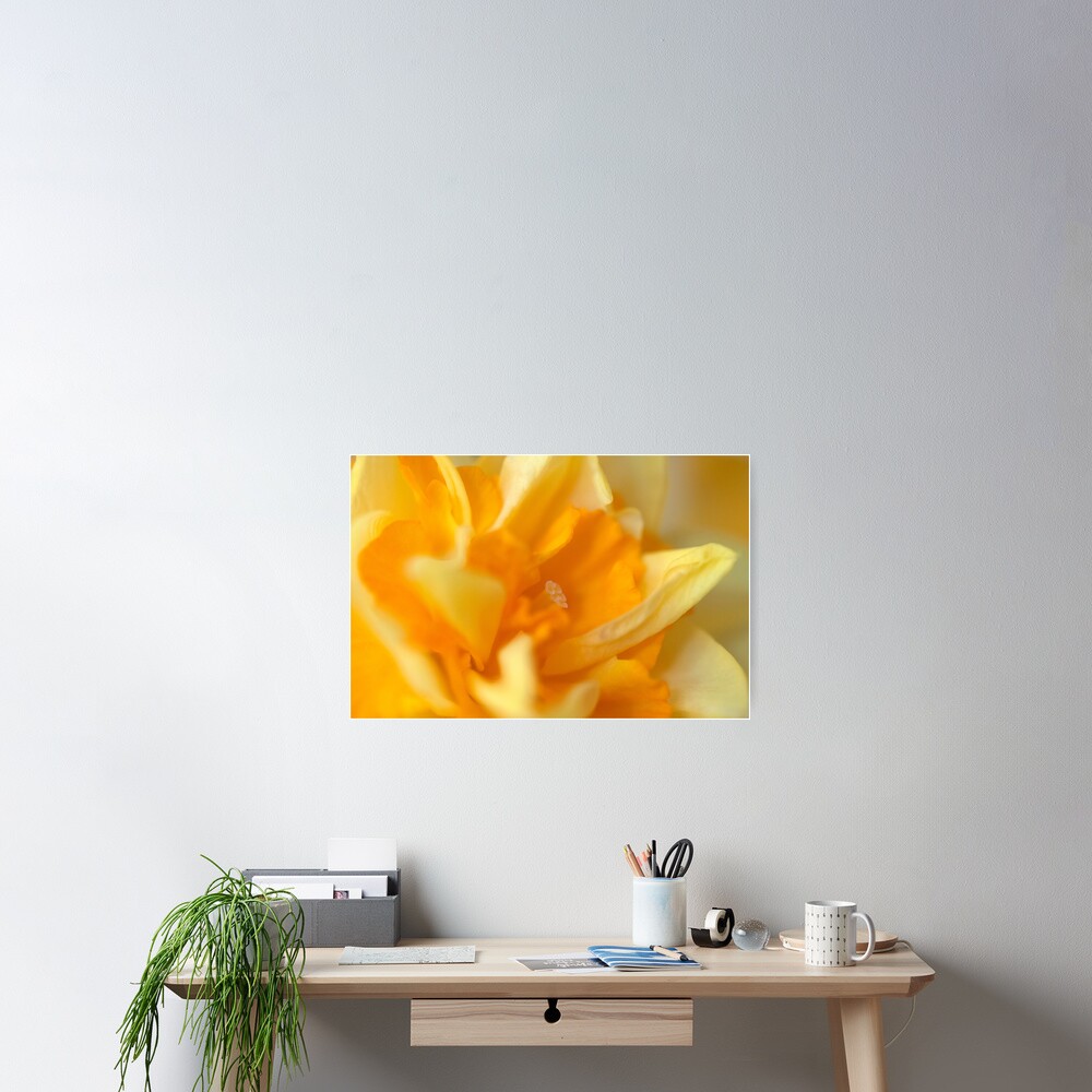 Double Daffodil Poster