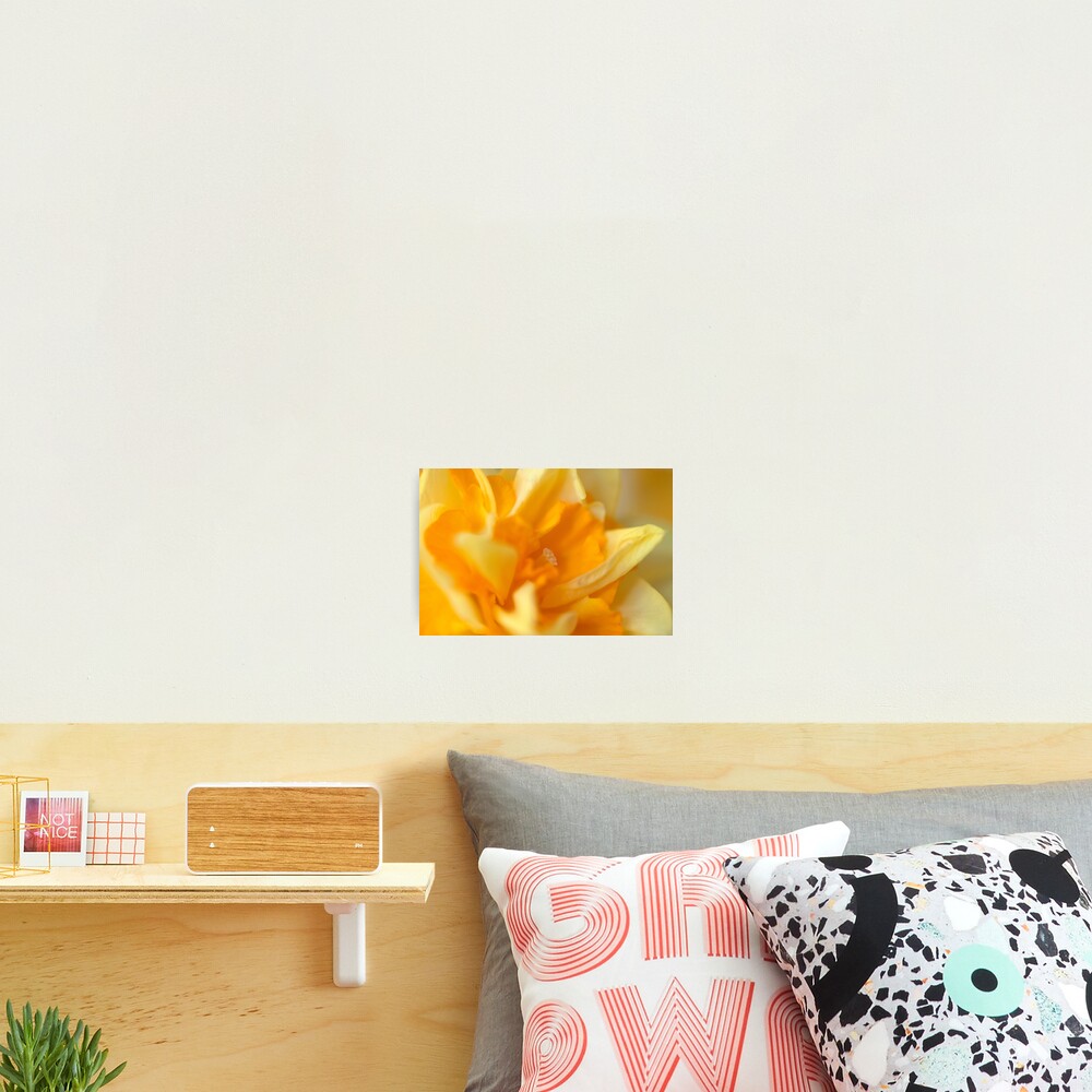 Double Daffodil Photographic Print
