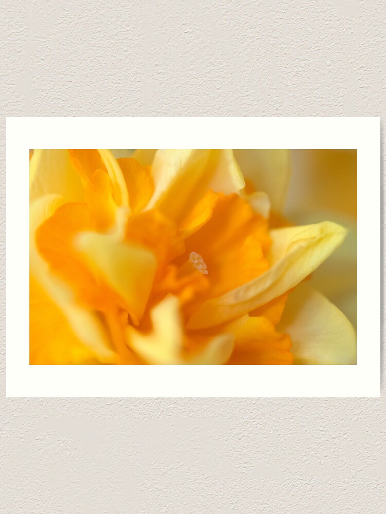 Alternate view of Double Daffodil Art Print