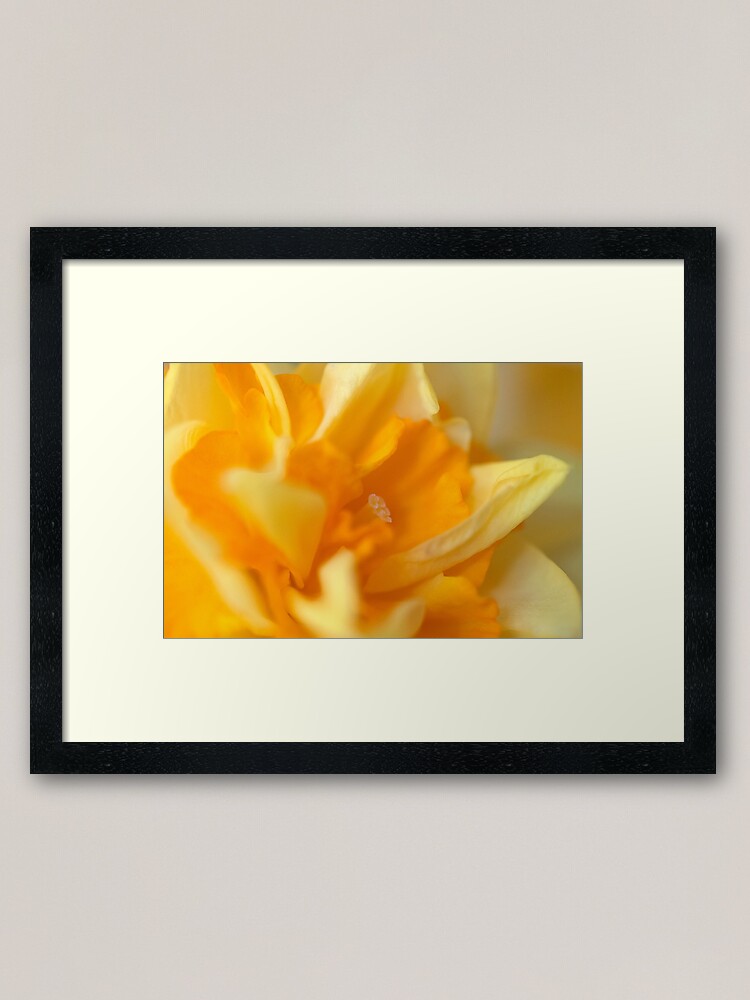 Alternate view of Double Daffodil Framed Art Print