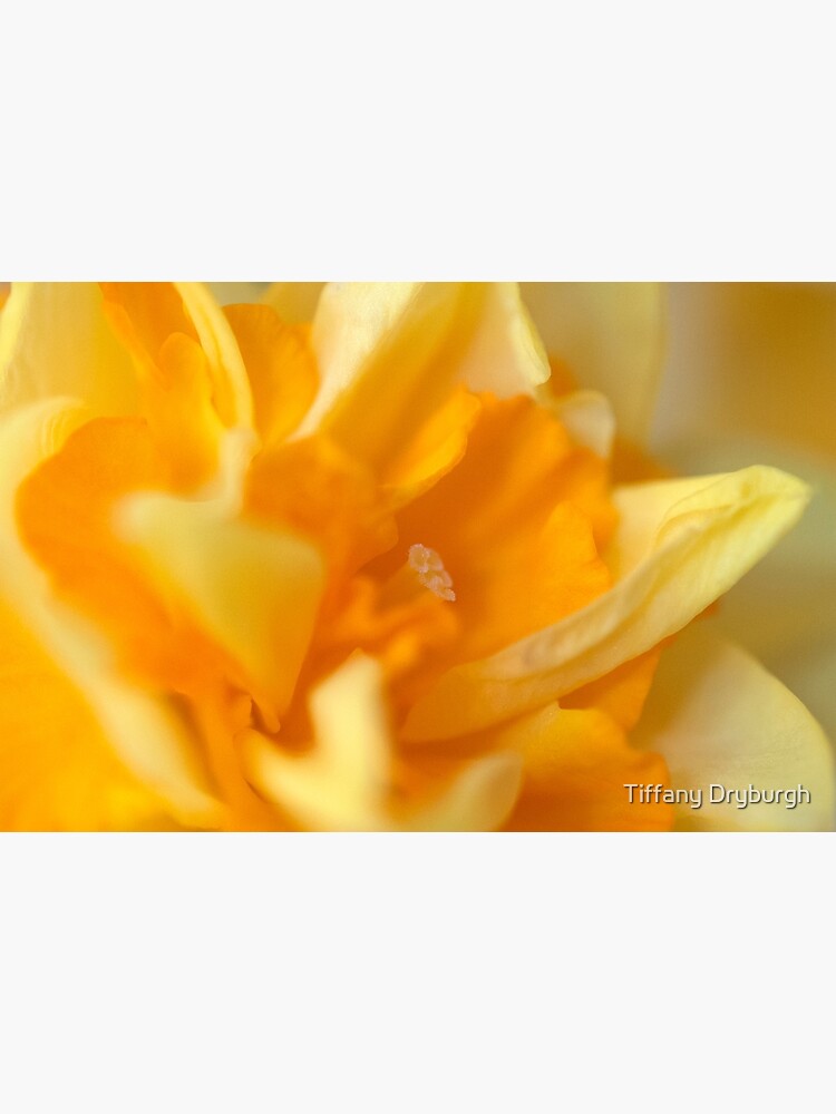 Double Daffodil by Tiffany