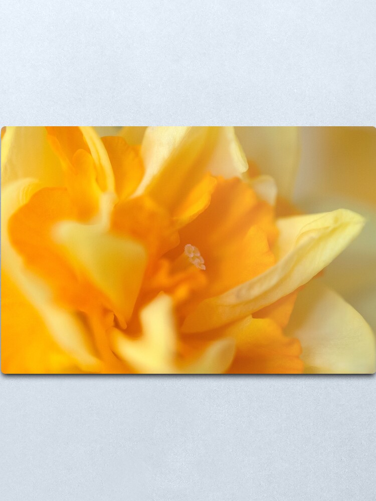 Alternate view of Double Daffodil Metal Print