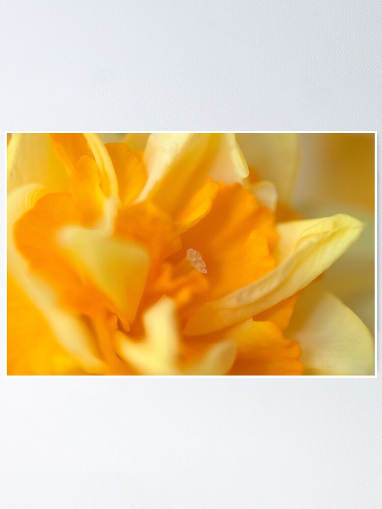 Alternate view of Double Daffodil Poster