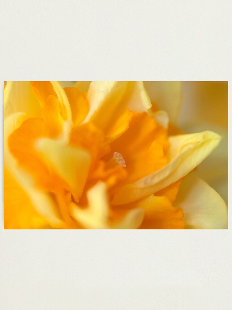 Alternate view of Double Daffodil Photographic Print