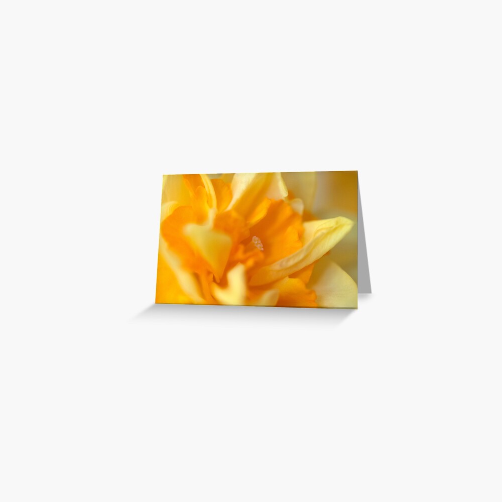 Double Daffodil Greeting Card