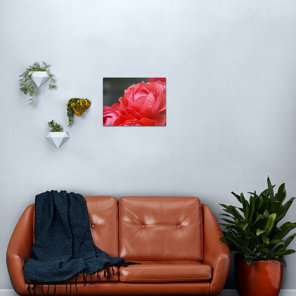 Coral Red Roses Metal Print