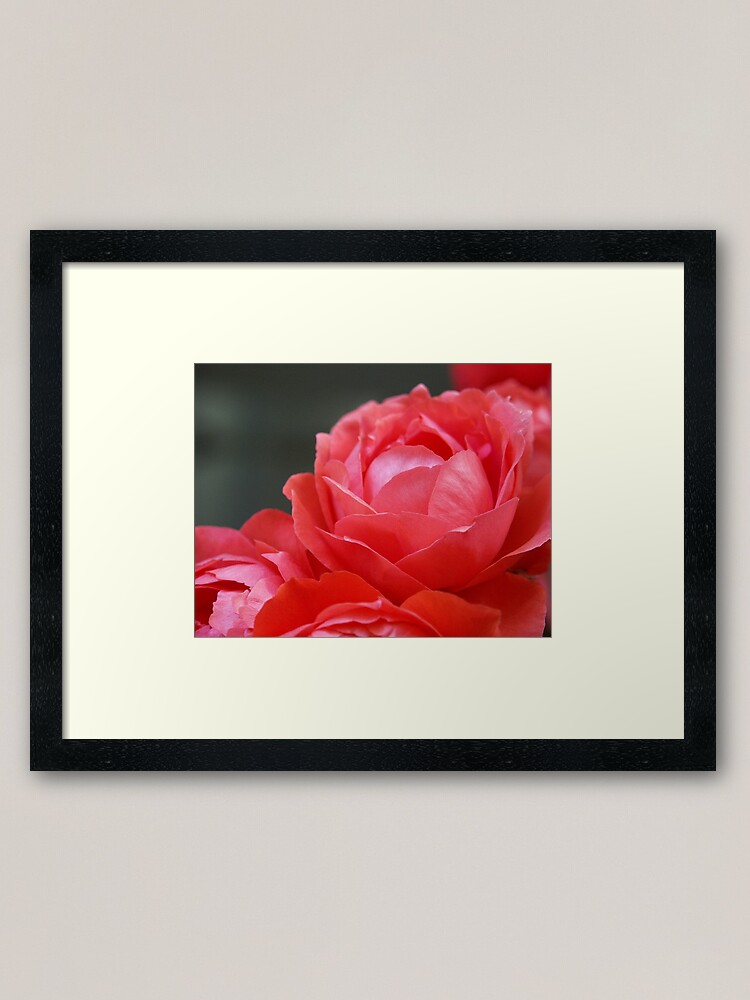 Alternate view of Coral Red Roses Framed Art Print