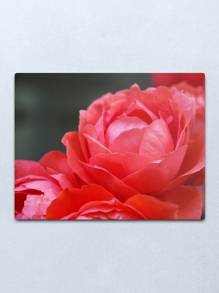 Alternate view of Coral Red Roses Metal Print