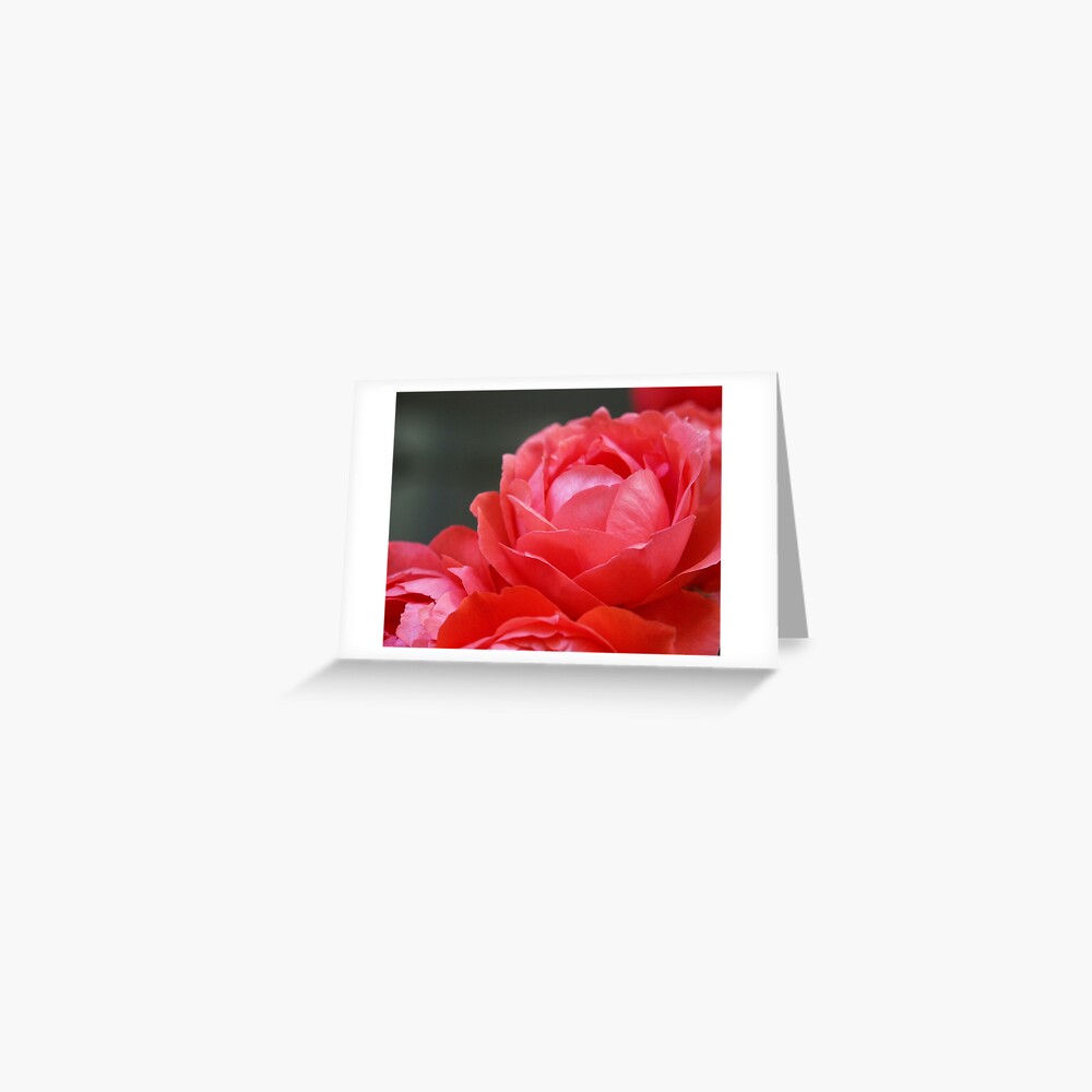 Coral Red Roses Greeting Card