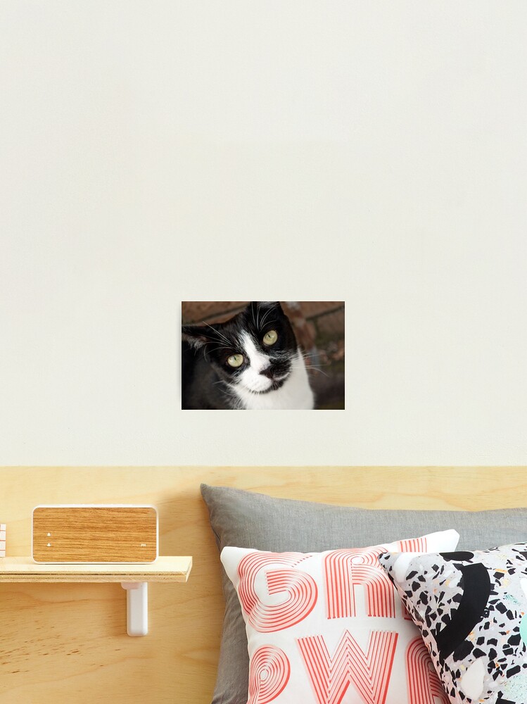 Thumbnail 1 of 3, Photographic Print, He Knows designed and sold by Tiffany Dryburgh.