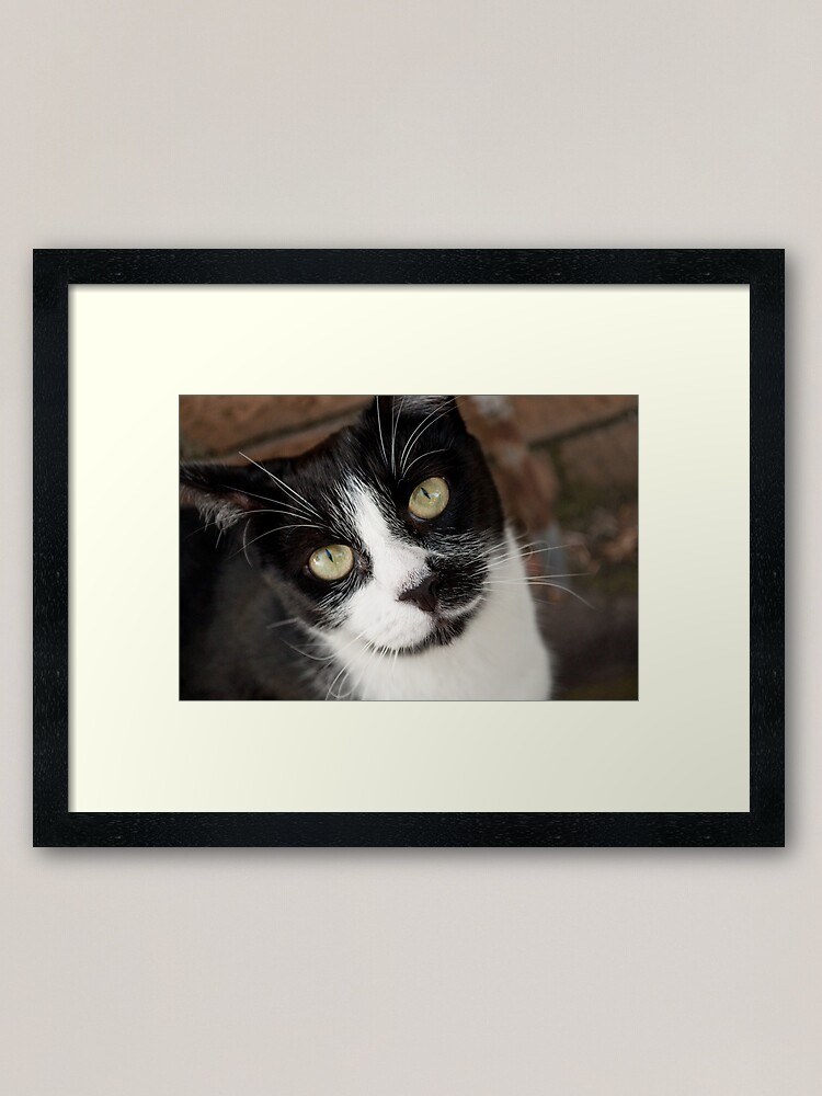 Thumbnail 2 of 7, Framed Art Print, He Knows designed and sold by Tiffany Dryburgh.