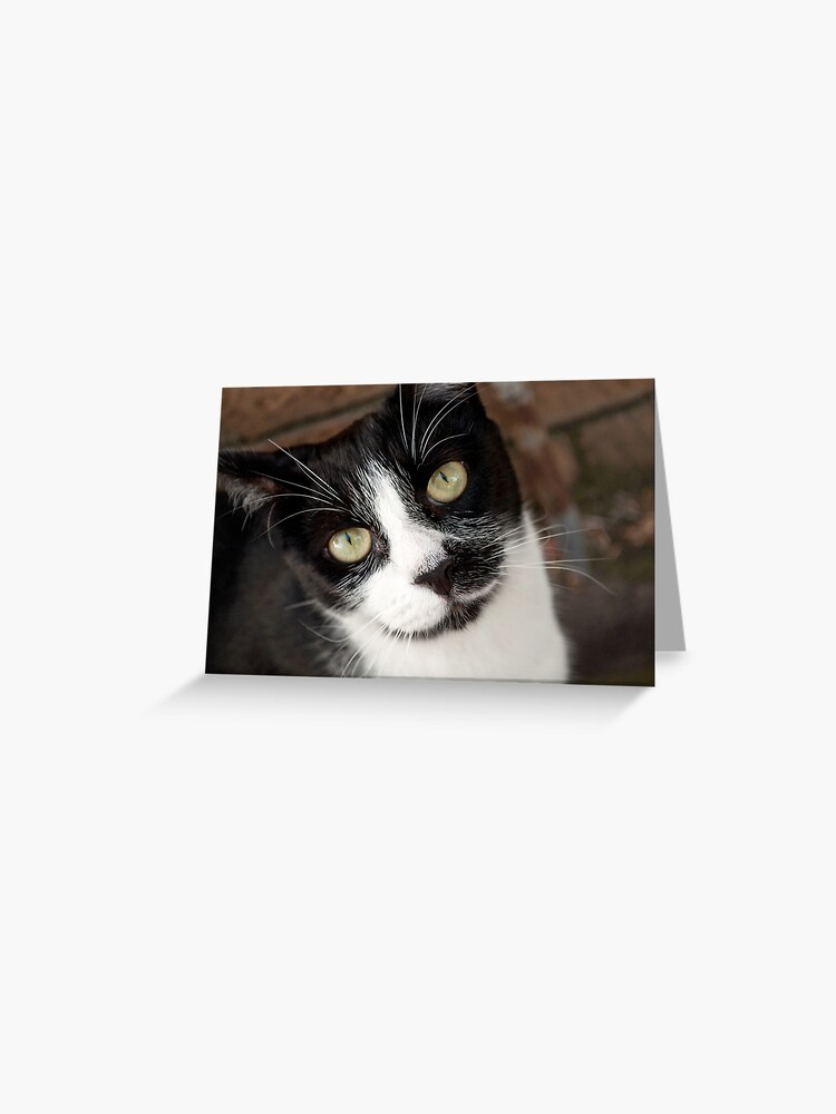 Thumbnail 1 of 2, Greeting Card, He Knows designed and sold by Tiffany Dryburgh.