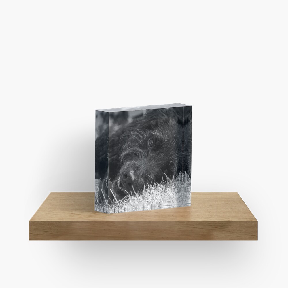 Item preview, Acrylic Block designed and sold by Tiffany.
