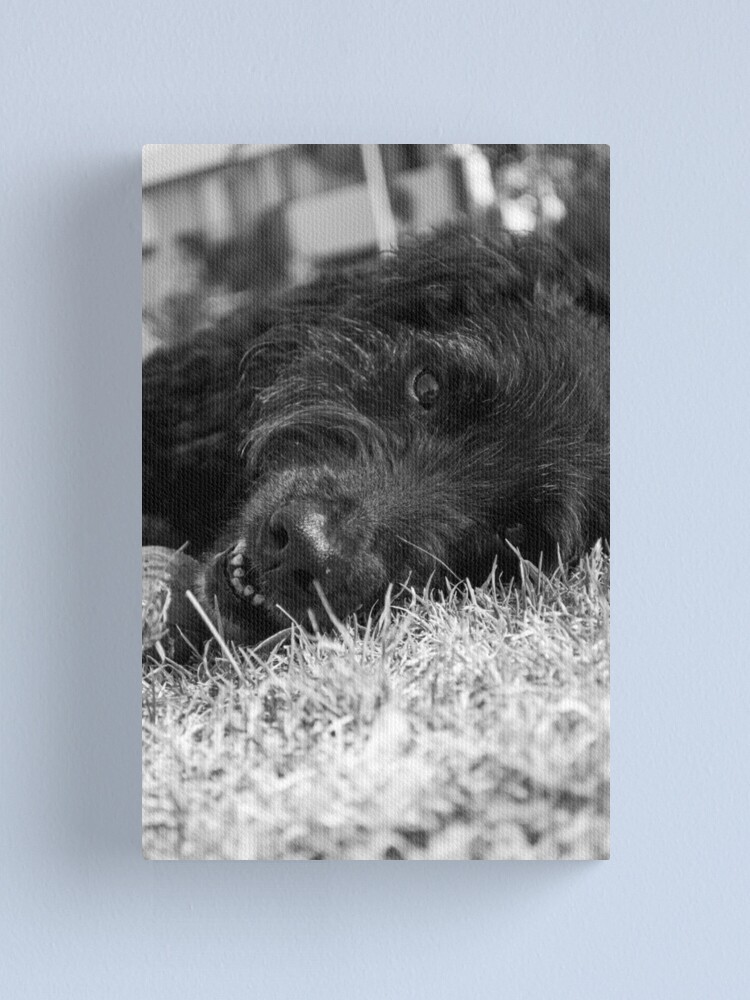 Alternate view of Gentle Soul Canvas Print