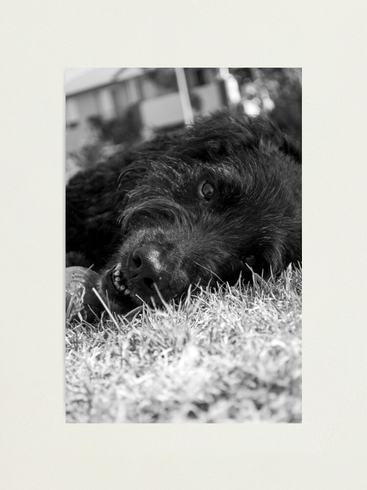 Alternate view of Gentle Soul Photographic Print