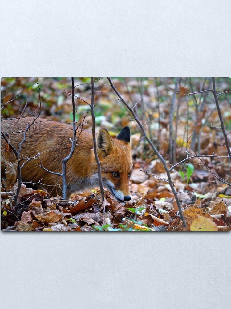 Alternate view of Friendly Fox Metal Print