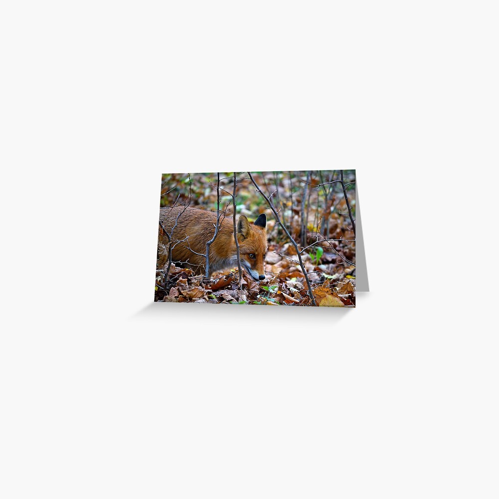 Friendly Fox Greeting Card