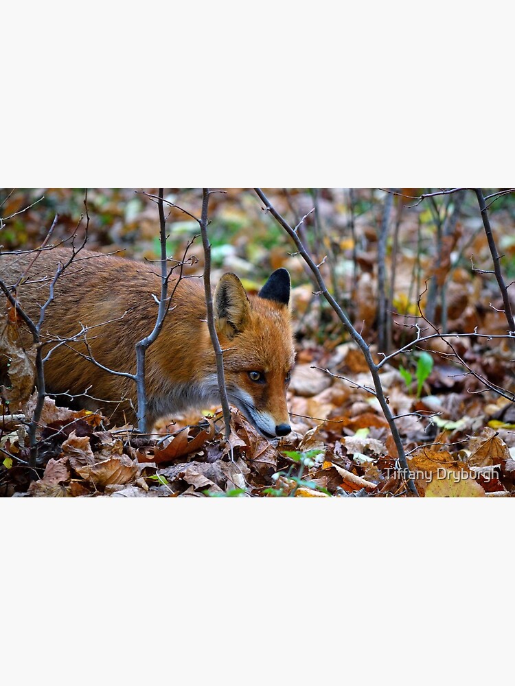 Friendly Fox by Tiffany