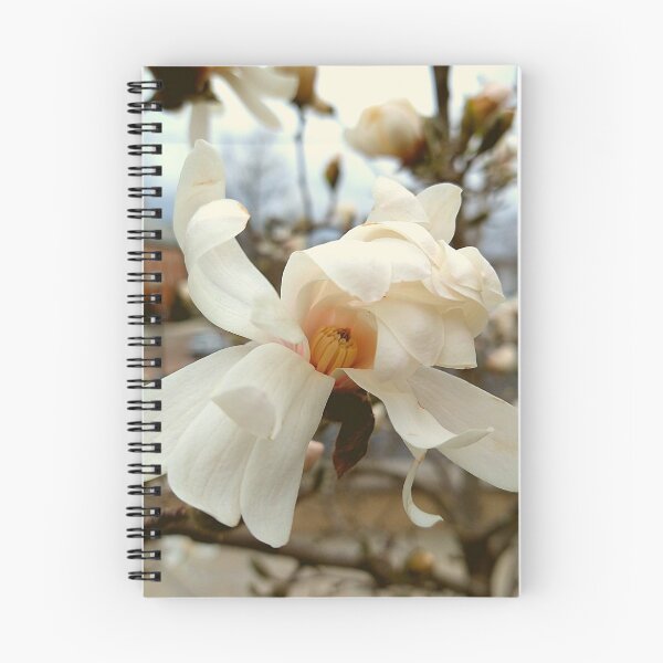 Item preview, Bloom on a Yulan Magnolia designed and sold by Mothe3rd.