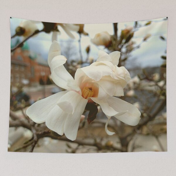Item preview, Bloom on a Yulan Magnolia designed and sold by Mothe3rd.