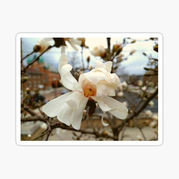 Pegatina «Magnolia Liliiflora Tree en la luz del sol» de Mothe3rd |  Redbubble
