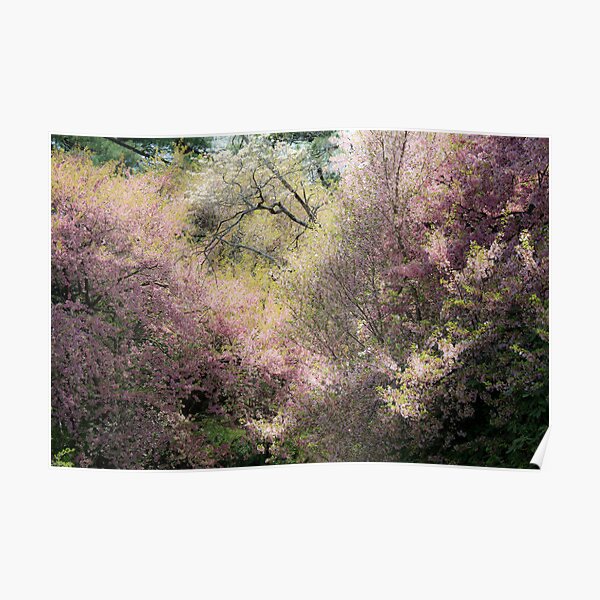 The Softness of Spring Poster