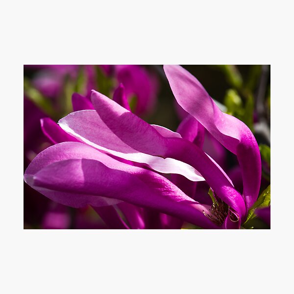Item preview, Magnolia Wind designed and sold by Lynn Wiles.