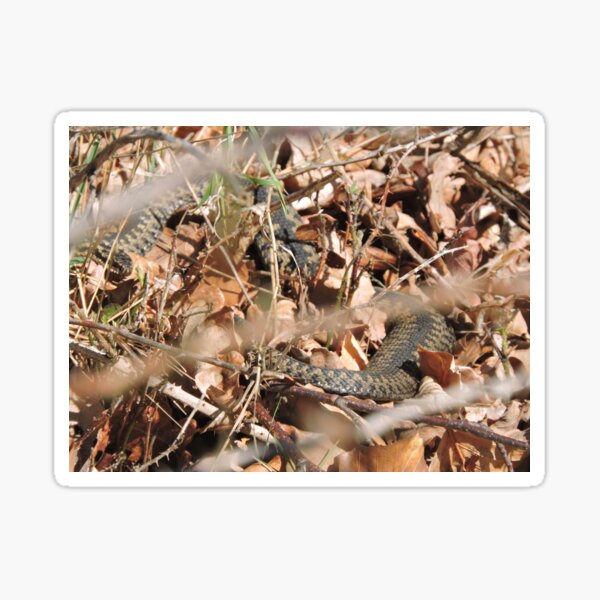 Item preview, Minsmere Adder designed and sold by CreativeEm.