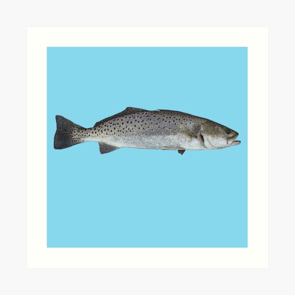 Pencil Art, Spotted Sea Trout