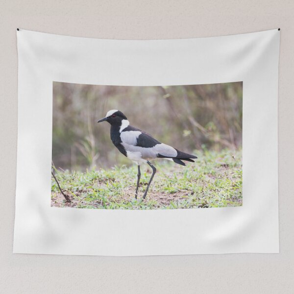 Item preview, Blacksmith Plover - Krüger National Park, South Africa designed and sold by holgermader.