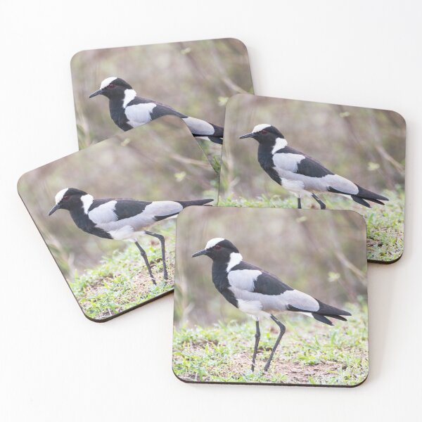 Item preview, Blacksmith Plover - Krüger National Park, South Africa designed and sold by holgermader.