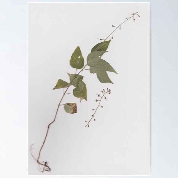 Item preview, Pressed Enchanter's Nightshade designed and sold by moietymouse.