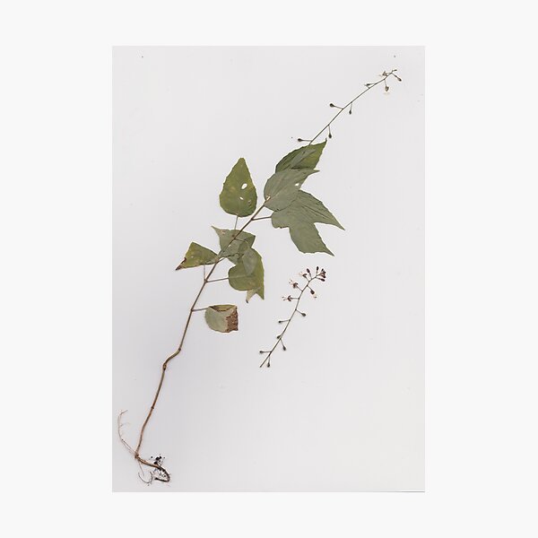 Item preview, Pressed Enchanter's Nightshade designed and sold by moietymouse.