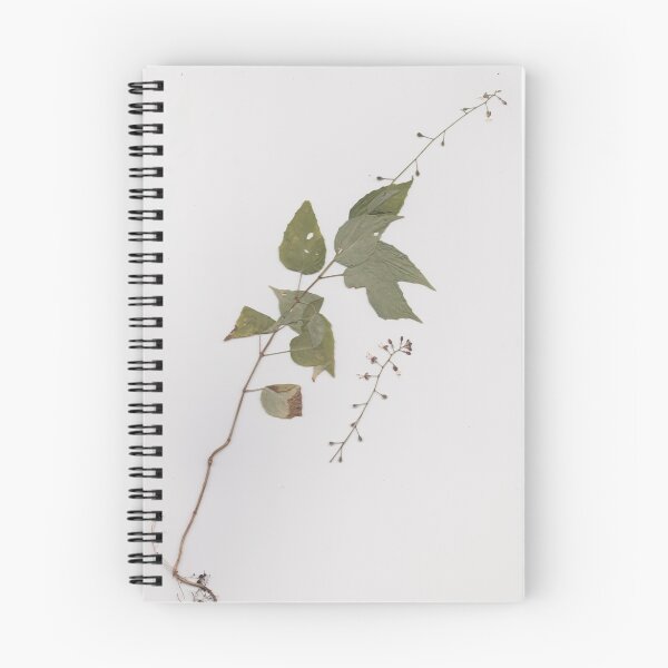 Item preview, Pressed Enchanter's Nightshade designed and sold by moietymouse.