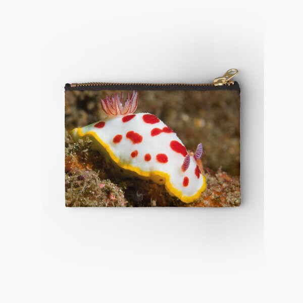 Item preview, Chromodoris splendida off Bare Island, Botany Bay designed and sold by Erik Schlogl.