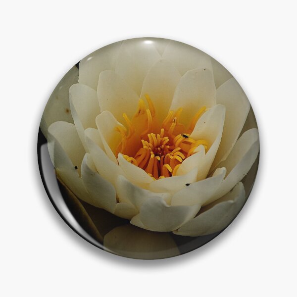 Item preview, White waterlily in dark background designed and sold by Esther  Moliné.