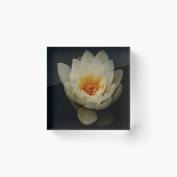 Item preview, White waterlily in dark background designed and sold by Esther  Moliné.