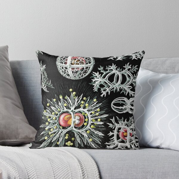 Item preview, Artforms in Nature - Stephoidea by Ernst Haeckel designed and sold by Freewheeling.