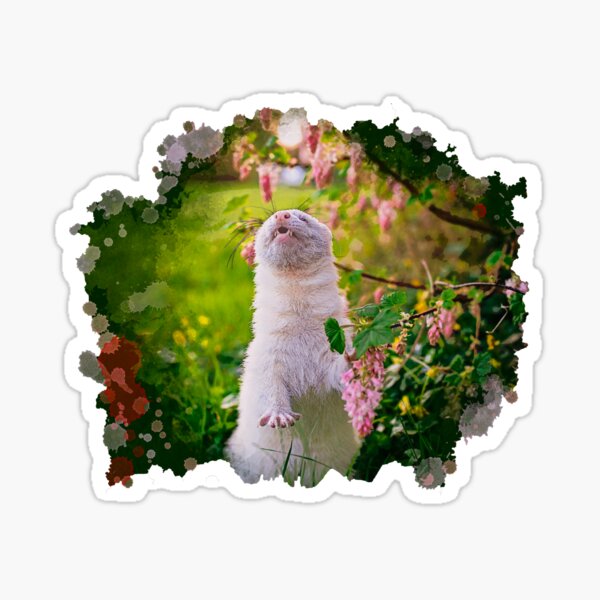 White Albino Ferret Spring Sticker