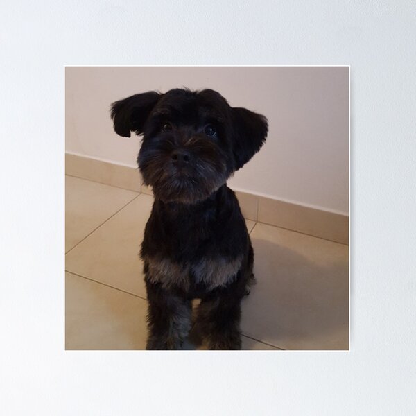 Item preview, Cute Dog (Havanese)   designed and sold by magdajwgifts.
