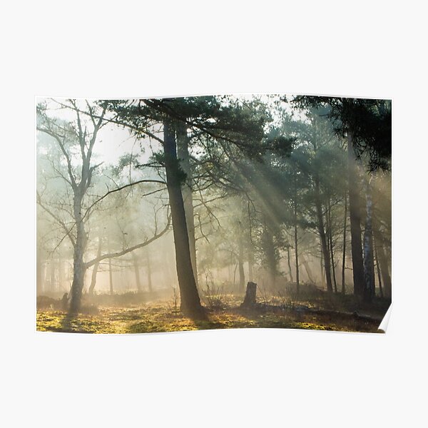 When the morning light acts like a healer Poster