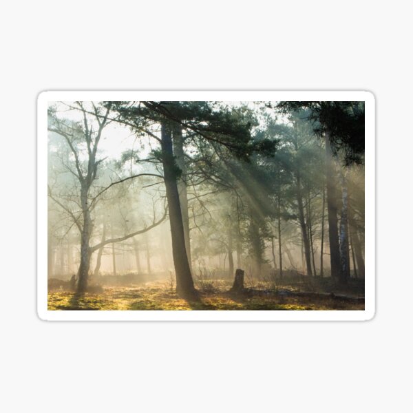 When the morning light acts like a healer Sticker