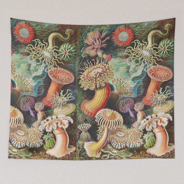 Item preview, Artforms in Nature - Actiniae Seeanemonen by Ernst Haeckel designed and sold by Freewheeling.