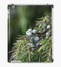 Juniperus berries on a tree iPad Case/Skin