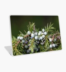 Juniperus berries on a tree Laptop Skin