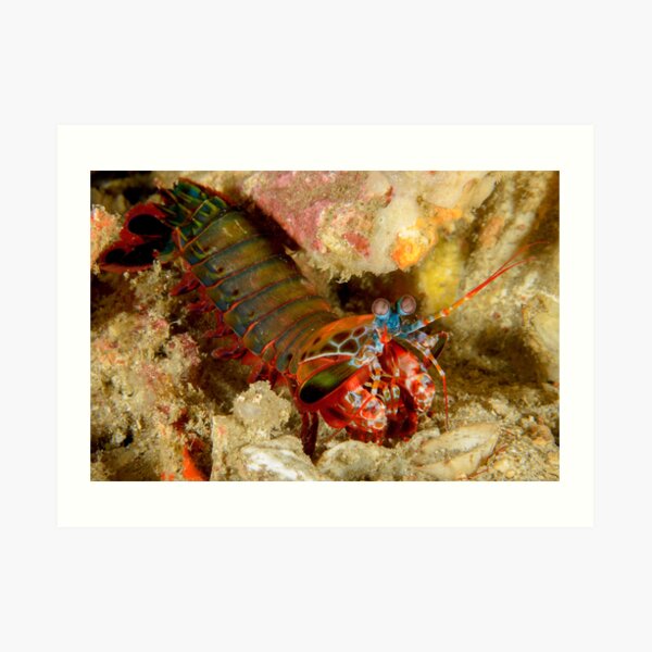 Peacock Mantis Shrimp - Odontodactylus scyllarus Art Print